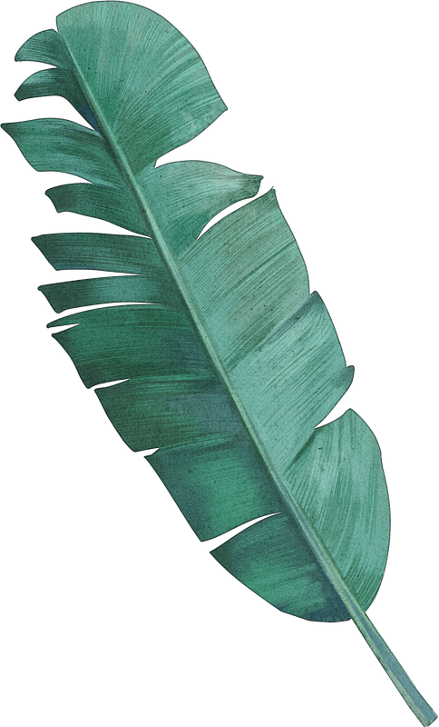 芭蕉叶向左png插画